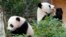 Giant Pandas