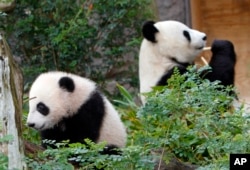 FILE - Yun Zi, kiri, anak panda berusia lima bulan bermain di salah satu area pameran panda di Kebun Binatang San Diego sementara ibunya, Bai Yun, mengunyah bambu, 1 Januari 2018. (AP/Lenny Ignelzi)