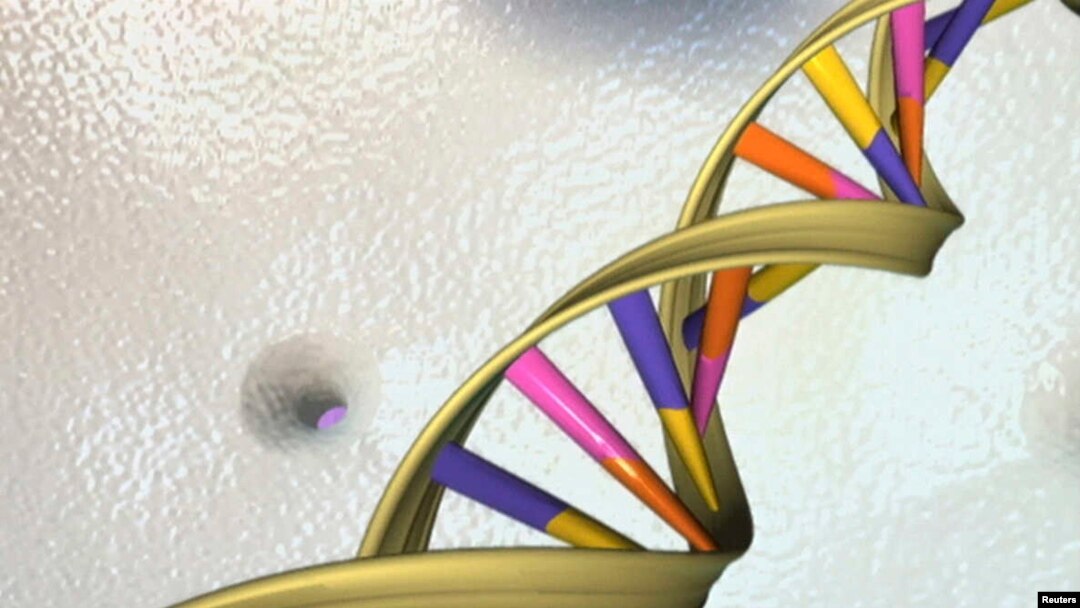 Una doble hélice de ADN es vista en una ilustración de un artista no identificado por el Instituto Nacional de Investigación del Genoma Humano el 15 de mayo de 2012.