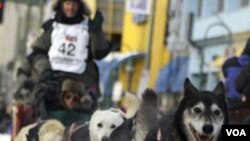 Brennan Norden (nomor 42), salah satu peserta balapan Iditarod di jalanan Anchorage, Alaska.