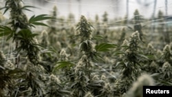 2026년 4월 20일, 미국 콜로라도주 덴버에 위치한 대마초 재배 및 판매 시설인 '시드 앤 스미스(Seed & Smith)' 투어 중 살아있는 식물에 달린 대마초 꽃(Buds)이 보이고 있다.