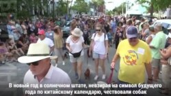Собака в овечьей шкуре