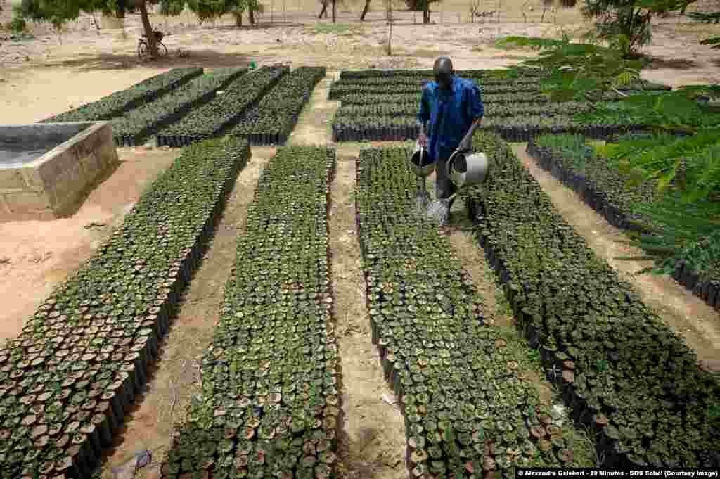 Un homme arrose les plants dans une pépinière au Burkina Faso