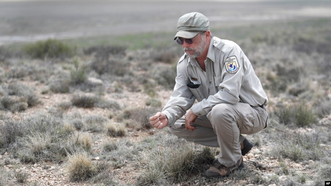 Biologist Jude Smith looks over native grasses at the Muleshoe National Wildlife Refuge outside Muleshoe, Texas, May 18, 2021. 