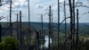 FILE - Trees that perished in forest fires following heavy fighting are seen in Sviatohirsk, Donetsk region, amid Russia's attack on Ukraine, July 26, 2024.