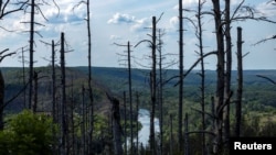 FILE - Trees that perished in forest fires following heavy fighting are seen in Sviatohirsk, Donetsk region, amid Russia's attack on Ukraine, July 26, 2024.