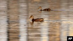 FILE - Ducks swim in the reflecting pool in front of the Lincoln Memorial on the National Mall in Washington, Sept. 6, 2009. 