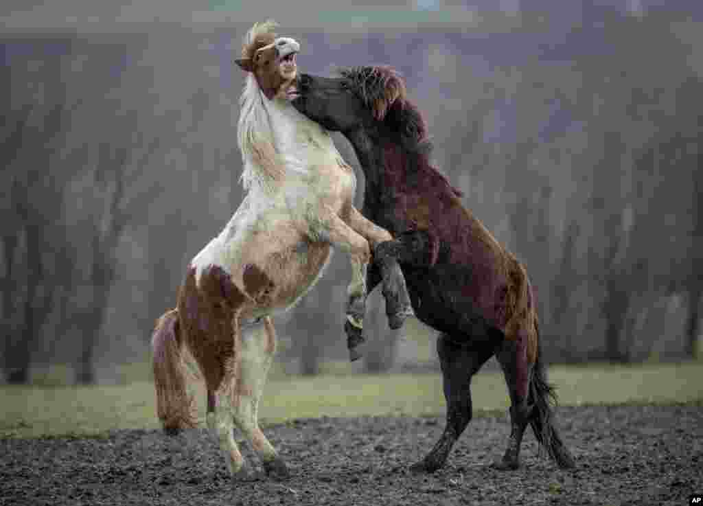 Icelandic horses play in their paddock at a stud farm in Wehrheim near Frankfurt, Germany.