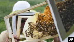 FILE - Volunteers check honeybee hives in Mason, Ohio, May 27, 2015. 