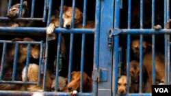 Para las autoridades se ha vuelto costumbre ver camiones llenos de jaulas con perros en las calles de la ciudad.