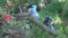 The winter flooding of 2016-2017 brought tons of trash to the Los Angeles River, and volunteers from clubs, businesses and industry groups are helping remove it, April 15, 2017.