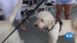 Paws Aboard -- Riverboat Cruise for Dogs