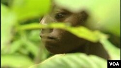 En África, a muy temprana edad los niños empiezan a trabajar recogiendo los frutos de la cocoa.