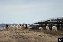 Sheep graze on a solar farm owned by SB Energy on Tuesday, Dec. 17, 2024, in Buckholts, Texas. (AP Photo/Ashley Landis)