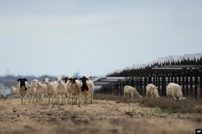 Sheep graze on a solar farm owned by SB Energy on Tuesday, Dec. 17, 2024, in Buckholts, Texas. (AP Photo/Ashley Landis)