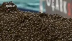 Пчелы на Таймс-сквер