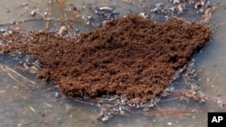 FILE - Fire ants are shown clinging together in the floodwaters of Vicksburg, Miss., March 13, 2018. Australian officials are examining the potential impact of invasive fire ants, which were first found Brisbane, Australia, in 2001.