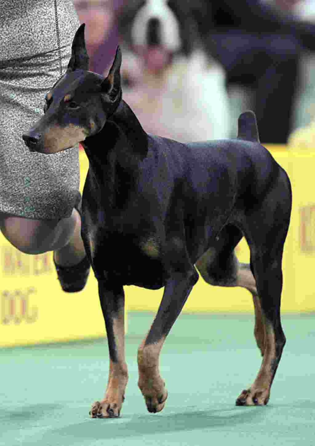 Veni Vidi Vici, de la raza Doberman Pinscher, hace las piruetas de protocolo.