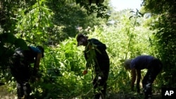 FILE - Volunteers remove Himalayan balsam, a non-native invasive species that spreads along river banks and can cause erosion problems, during a clean-up on the Hogsmill River, in Kingston-upon-Thames, southwest London, Britain, June 26, 2018. 