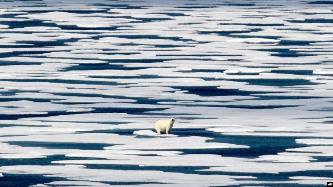 FILE - In this Saturday, July 22, 2017, file photo, a polar bear stands on the ice in the Franklin Strait in the Canadian Arctic Archipelago. The U.N.’s climate chief Patricia Espinosa says deadlines set by some of the world's top polluters to end…