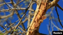 Se ve goma de árabe en un árbol de acacia en la ciudad occidental de El-Nahud que se encuentra en el principal estado agrícola del norte de Kordofan el 18 de diciembre de 2012.