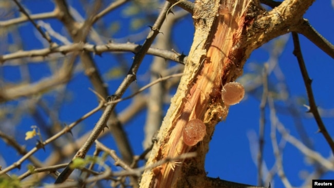 Gum arabic is seen on an Acacia tree in the western Sudanese town of El-Nahud that lies in the main farming state of North Kordofan Dec. 18, 2012.