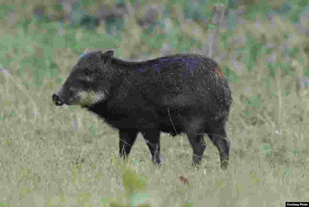 Babi peccary berbibir putih dulu merupakan mamalia darat yang dominan di hutan hujan Amerika Selatan. (Mauro Galetti)