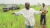 Cameroon Rice Farmers Depend on Science, Banks
