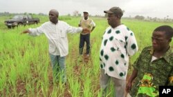 Mamady Douno, a rice farmer, shows technical assistants his crop of a new rice variety near Maferenya, Guinea in this Aug. 19, 2002 photo. 