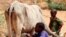 Thousands of Famine Victims in Somalia Abandoning Farms