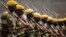 Members of the Zimbabwean military parade during a dress rehearsal for Friday's presidential inauguration of Emmerson Mnangagwa, at the National Sports Stadium in Harare, Zimbabwe, Nov. 23, 2017.
