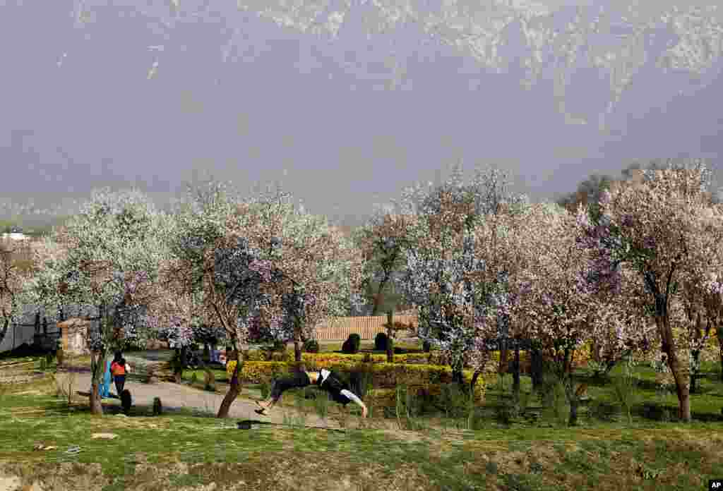 A Kashmiri boy does a somersault near almond trees in full bloom as the almond garden opens for visitors at Badamwari in Srinagar, Indian controlled Kashmi.