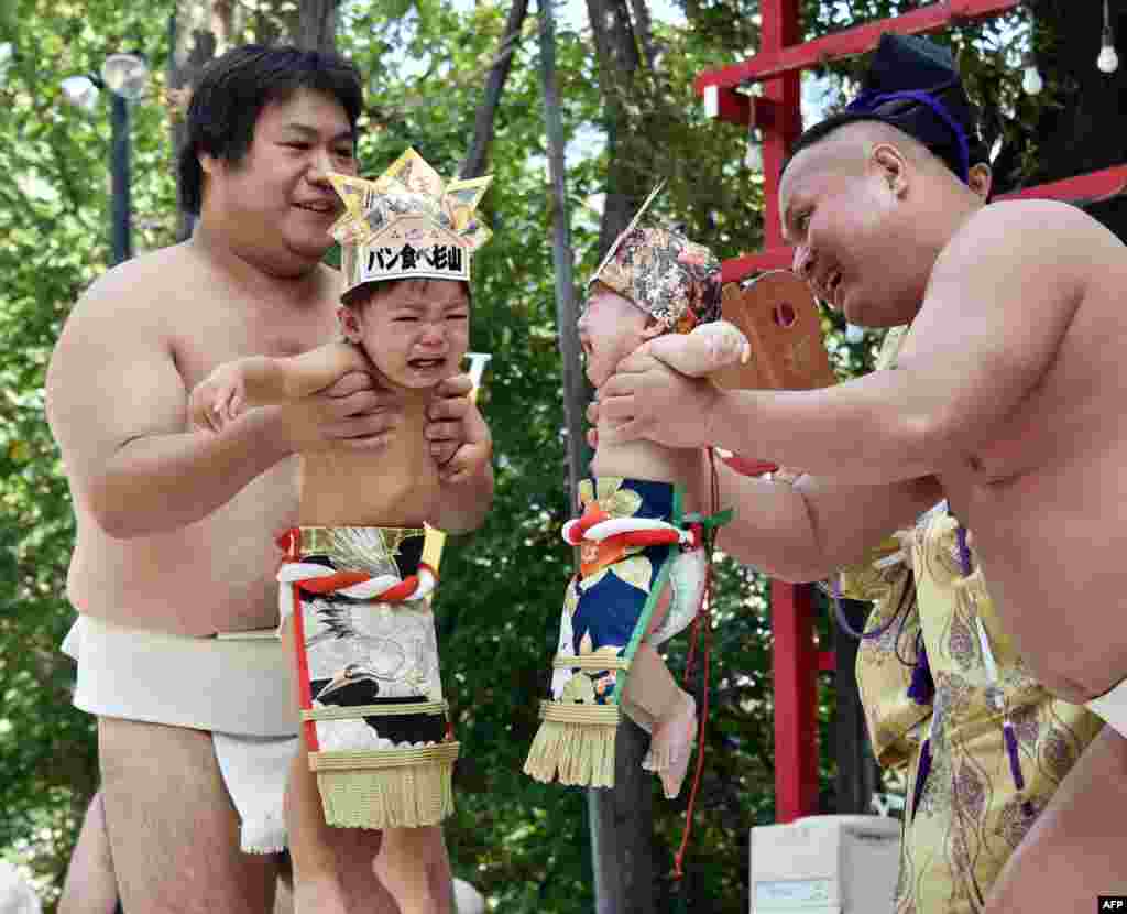 Những đô vật sumo nghiệp dư làm hai em bé khóc trong một cuộc tranh tài tại đền thờ Irugi ở Tokyo, Nhật Bản. 