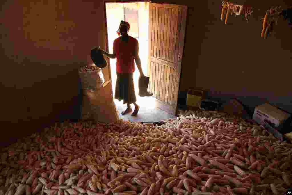 ZIMBABWE: Inadequate storage causes major losses of African harvests. A woman stands in a hut filled with maize grain in Epworth, a community outside Harare, Zimbabwe Tuesday, Oct. 16, 2012.&nbsp;