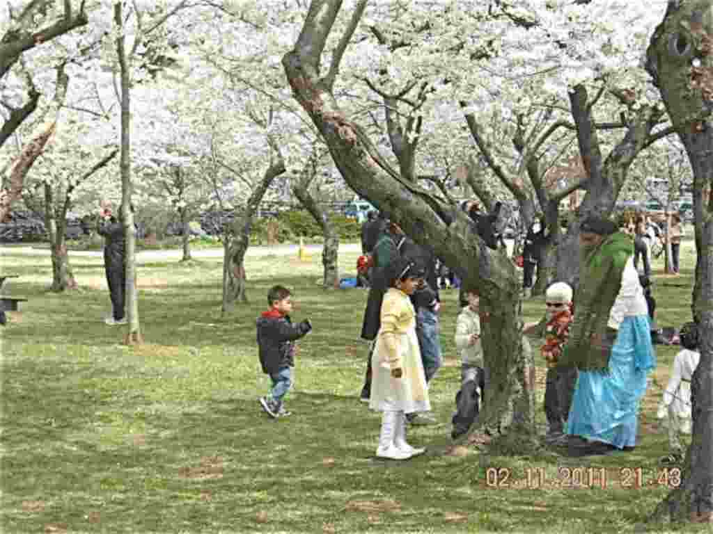 فستیوال شکوفه های گیلاس در واشنگتن ۲۰۱۱