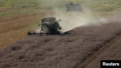 Un agricultor conduce una cosechadora para sus cultivos de colza en un campo.