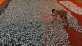 A fisherman arranges fishes kept for drying at a fishing harbor in the southern Indian city of Chennai.