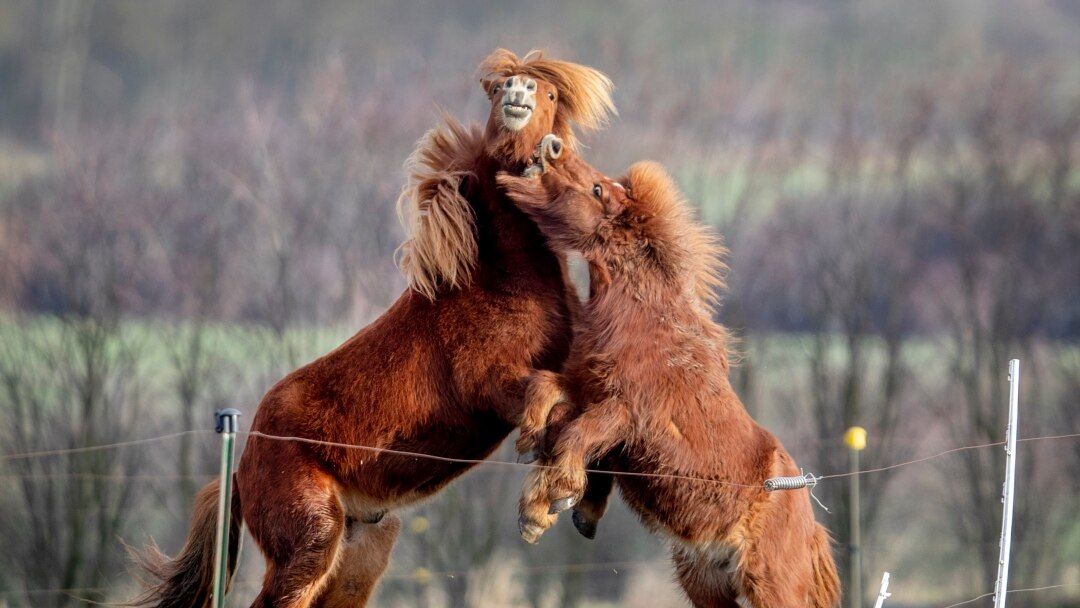 One-Trick Pony' Has Limits