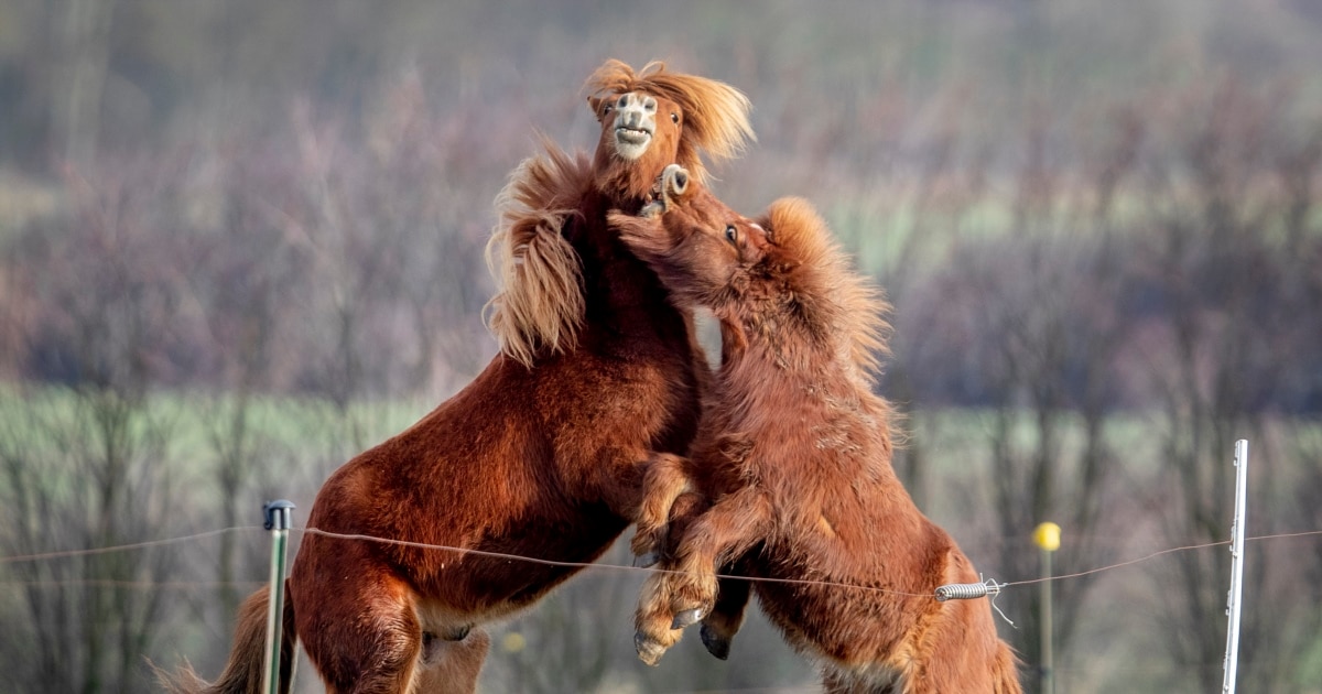 One-Trick Pony' Has Limits