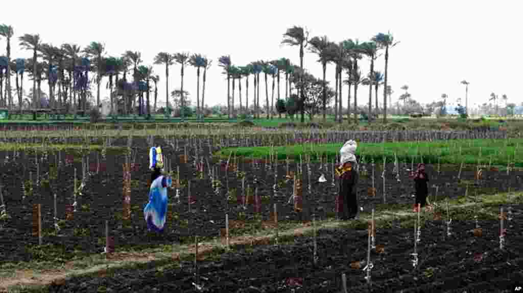Near Kafr Torky, women carry seed and fertilizer for the soil, February 13, 2011 (VOA photo - E. Arrott)