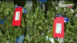 Семь штатов приняли решение смягчить правила обращения с марихуаной