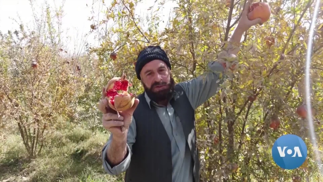 Southern Afghanistan Farming Industry Crushed by Years of War, Drought