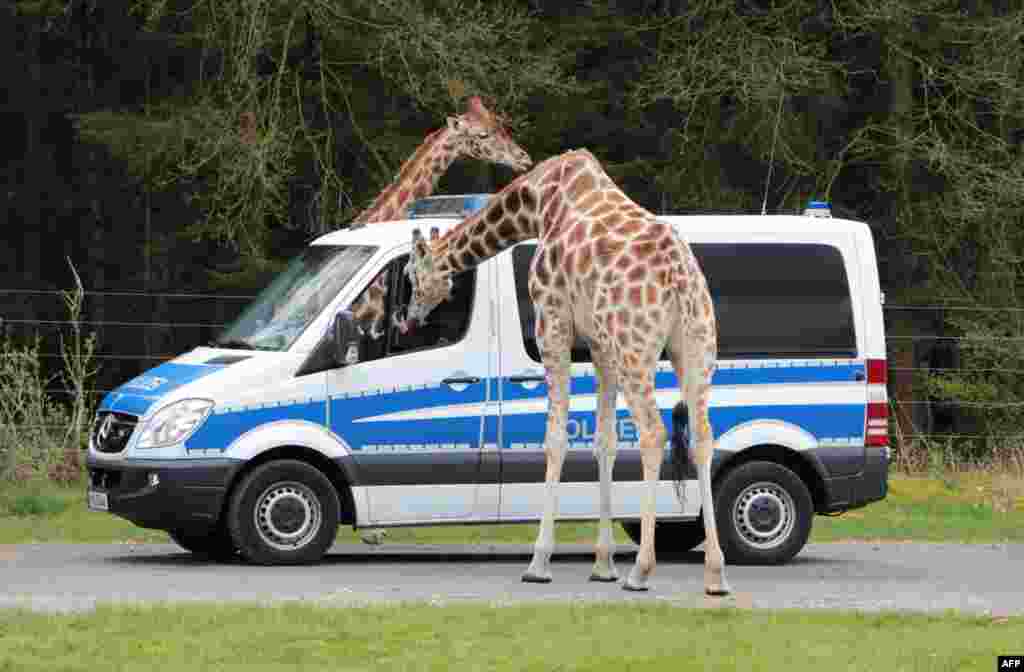 Girafa curiosa investiga carro da polícia.