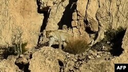 تېر کال د کوټې سره نژدې د هزارګنجي چلتن نېشنل پارک کې نایاب پرشین لېپرډ لیدل شوی و چې تصویر یې د ځنګلي حیات محکمې شایع کړی