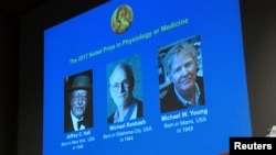 The names of Jeffrey C. Hall, Michael Rosbash and Michael W. Young are displayed during a news conference to announce the winner of the Nobel Prize in Physiology or Medicine 2017, in Stockholm, Sweden, Oct. 2, 2017. 