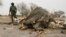 FILE — A game ranger stands next to a rotting elephant carcass poisoned by poachers with cyanide in Hwange National Park in Zimbabawe, Sept. 29, 2013. Hundreds of vultures in Namibia died after feeding on an elephant carcass that poachers had poisoned.