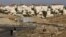 FILE - Bedouins ride donkeys in the West Bank near Jerusalem, Dec. 3, 2012. 