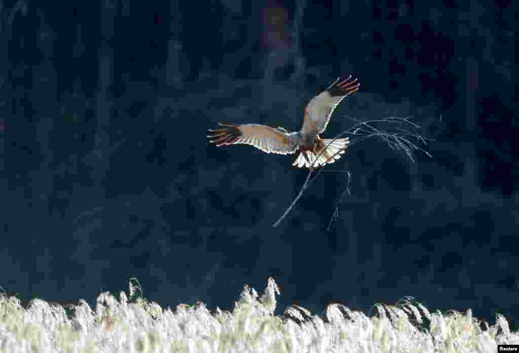 A marsh harrier carries a branch to build a nest in a forest near the village of Piatrylava, Belarus.