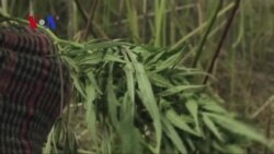 Villagers in India Live off Cannibas plants