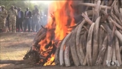 肯尼亚官方严厉打击偷猎大象